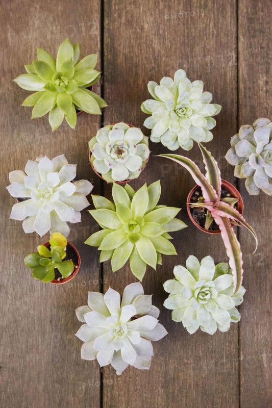 Variety of succulents in pots
