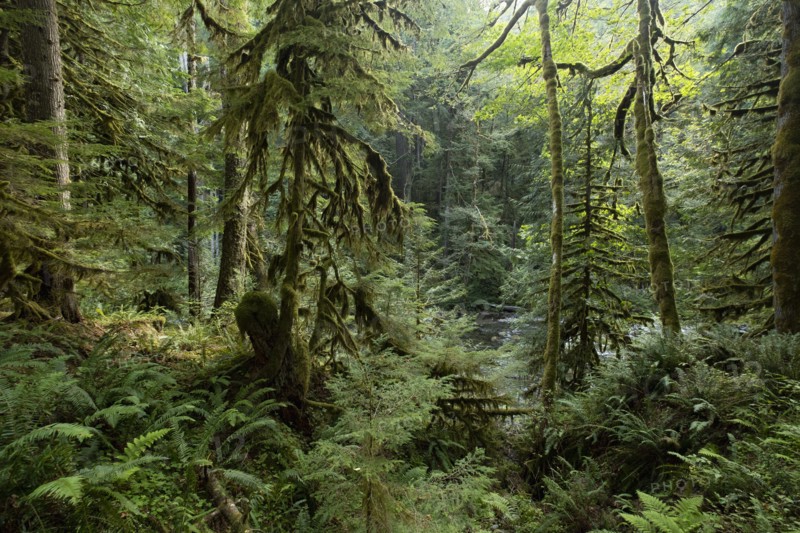 Mount Hood National Forest in yregon, USA