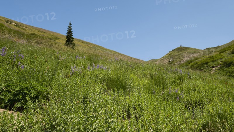 Mount Hood National Forest in yregon, USA