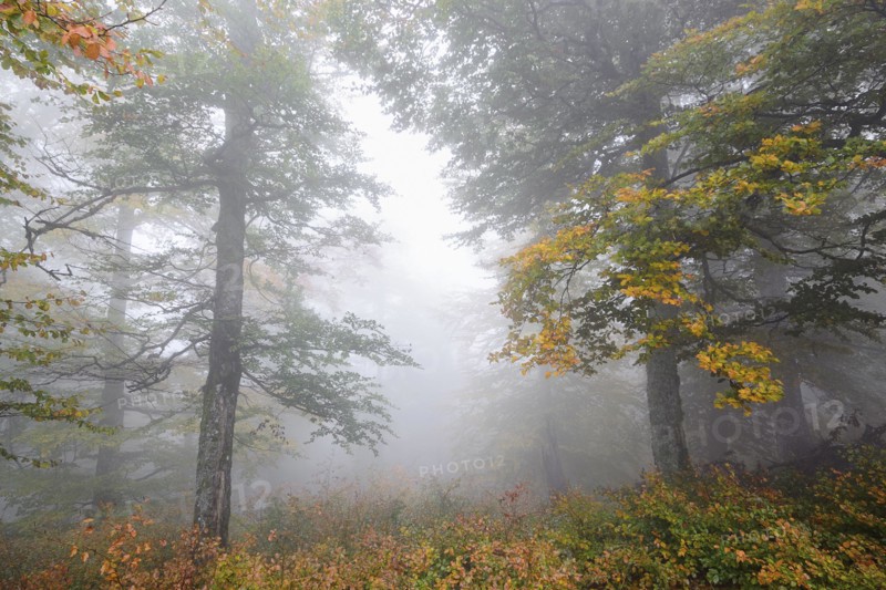 Ukraine, Zakarpattia region, Carpathians, Borzhava, Hillside mountain Munchel, Autumn woods in morning fog