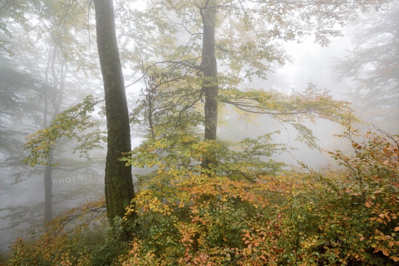 Ukraine, Zakarpattia region, Carpathians, Borzhava, Hillside mountain Munchel, Autumn woods in morning fog