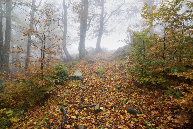 Ukraine, Zakarpattia region, Carpathians, Borzhava, Hillside mountain Munchel, Path leading across autumn woods in morning fog