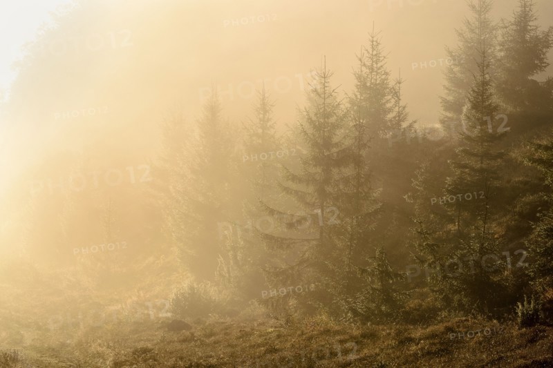 Ukraine, Zakarpattia region, Carpathians, Borzhava, Pryslip Pass, Coniferous forest in morning fog