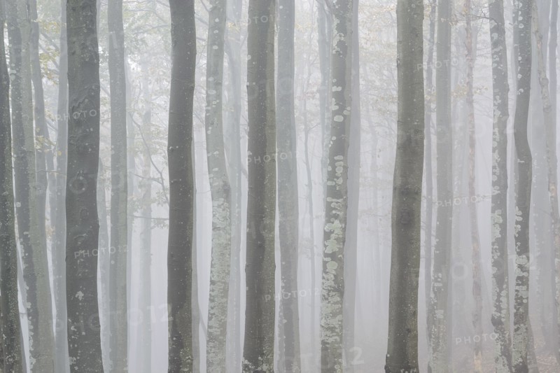 Ukraine, Zakarpattia region, Carpathians, Forest, Borzhava, Row of trees in woods in morning mist