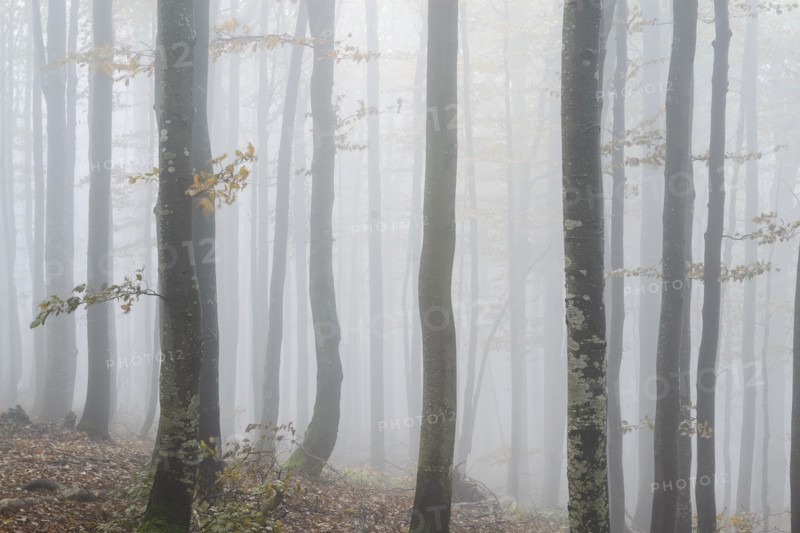 Ukraine, Zakarpattia region, Carpathians, Forest, Borzhava, Autumn forest in morning mist