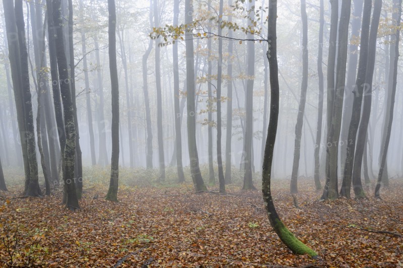 Ukraine, Zakarpattia region, Carpathians, Forest, Borzhava, Autumn forest in morning mist