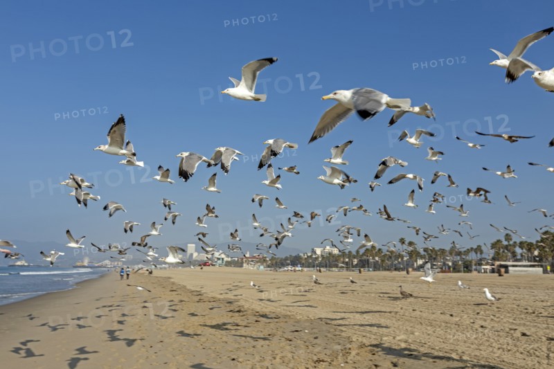 Flock of seagulls taking off from Santa Monica Beach