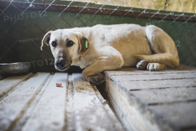 Portrait of scared dog in animal shelter