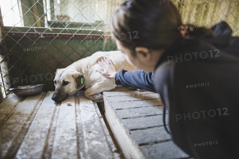 Young woman petting sad dog in the animal shelter