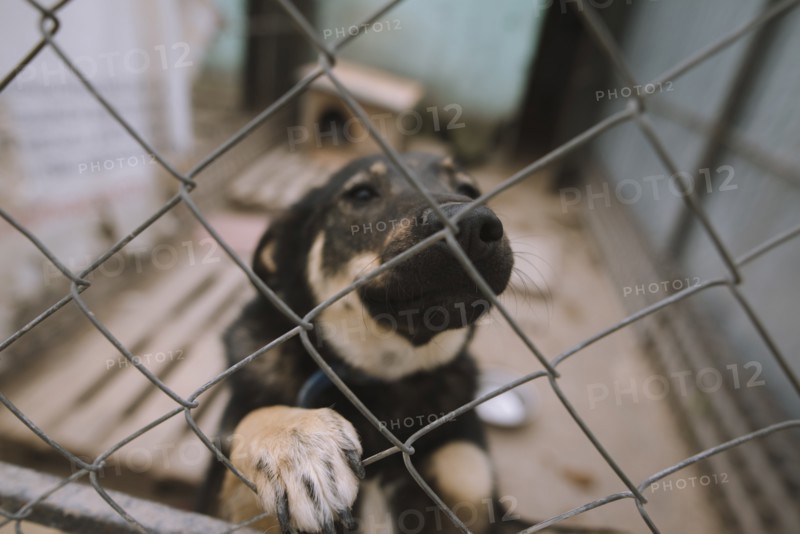 Portrait of dog behind fence in animal shelter