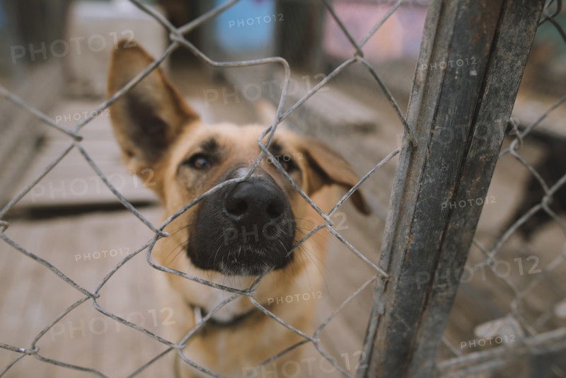 Portrait of dog behind fence in animal shelter