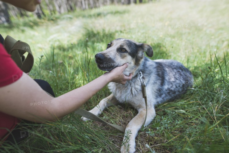 Young woman petting dog from animal shelter