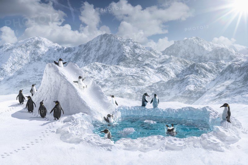 Penguins playing on slide and in pool