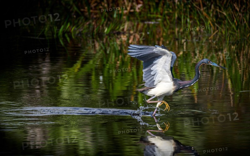 Tricolored heron standing in river