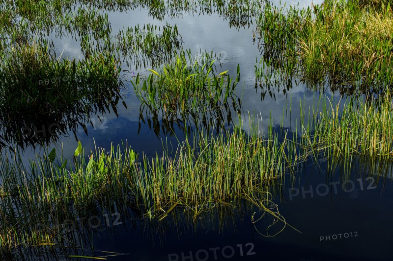 Grass in lake