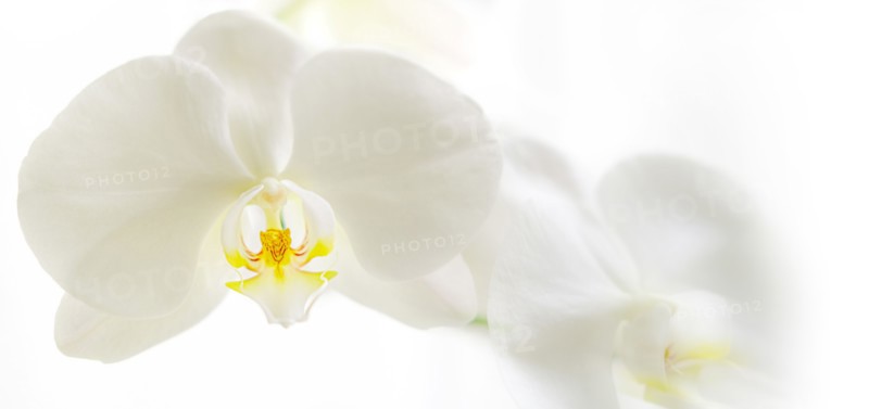 White orchids