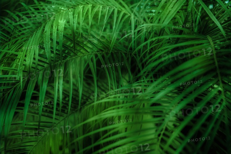 Green fronds