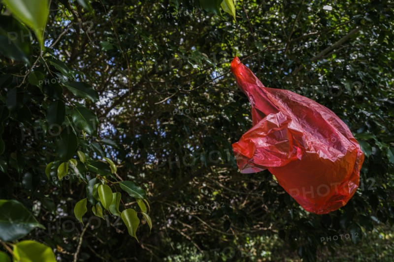 Red plastic bag in tree
