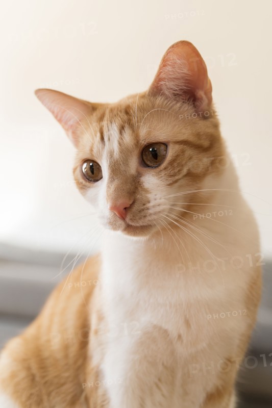 Ginger and white cat