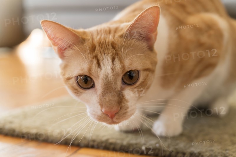 Cat crouching on rug
