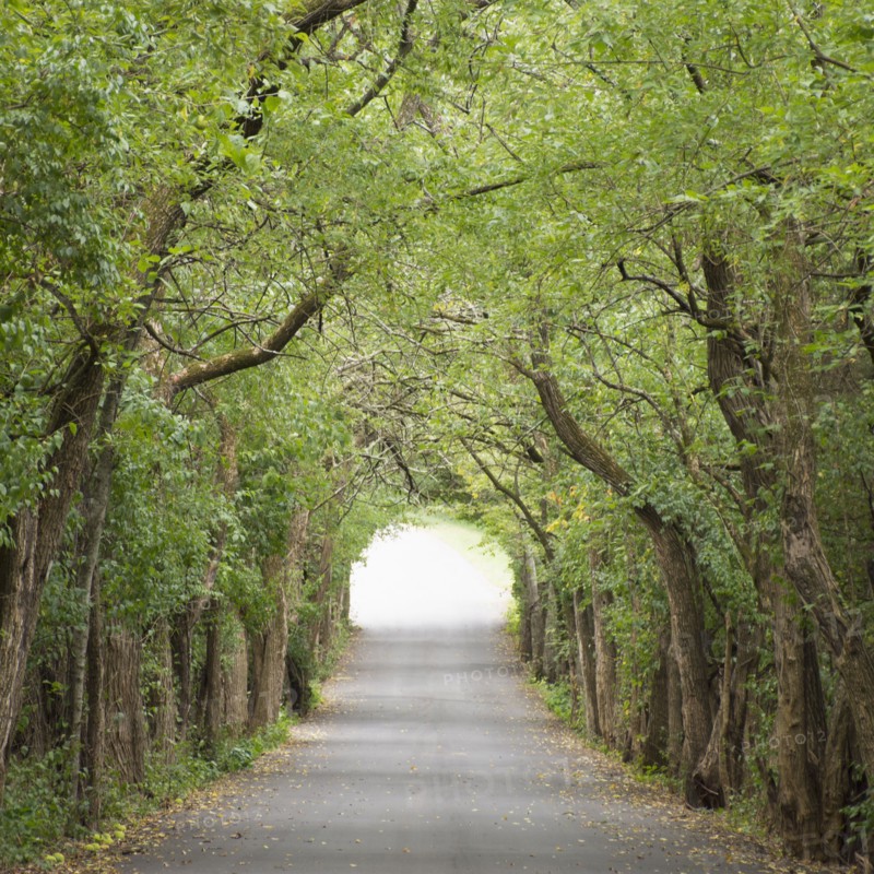 Road between trees