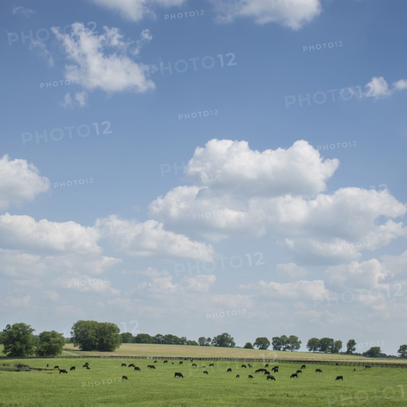 Cows in field