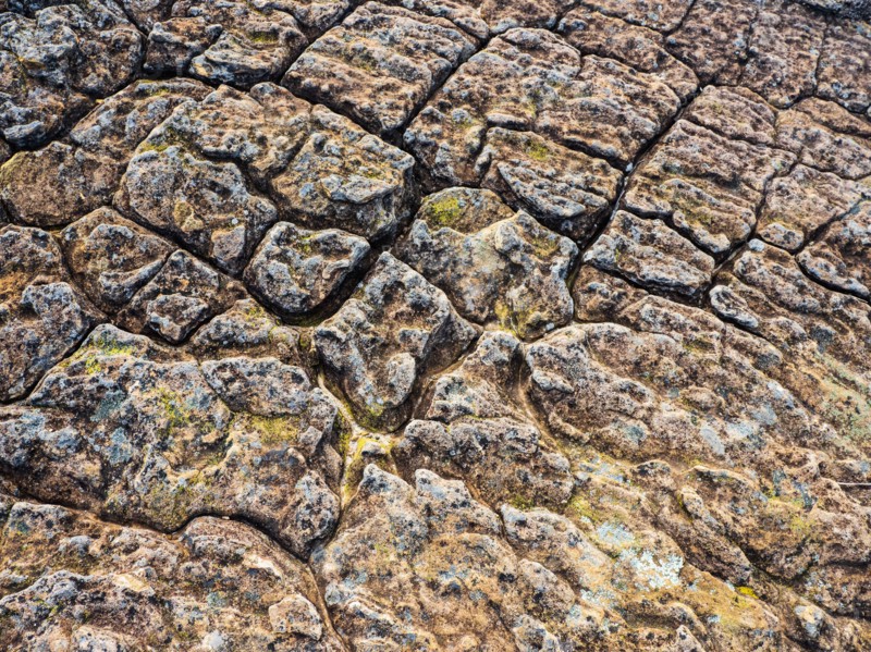 Lichen on rock