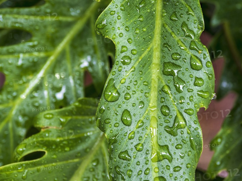 Dew droplets on leaves