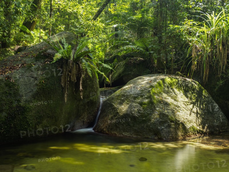 Rocks and pond in forest