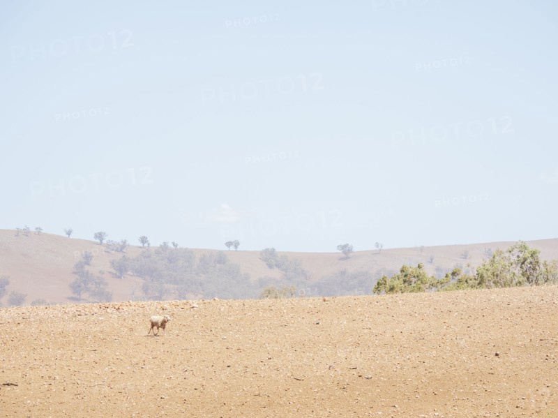 Sheep in dry field