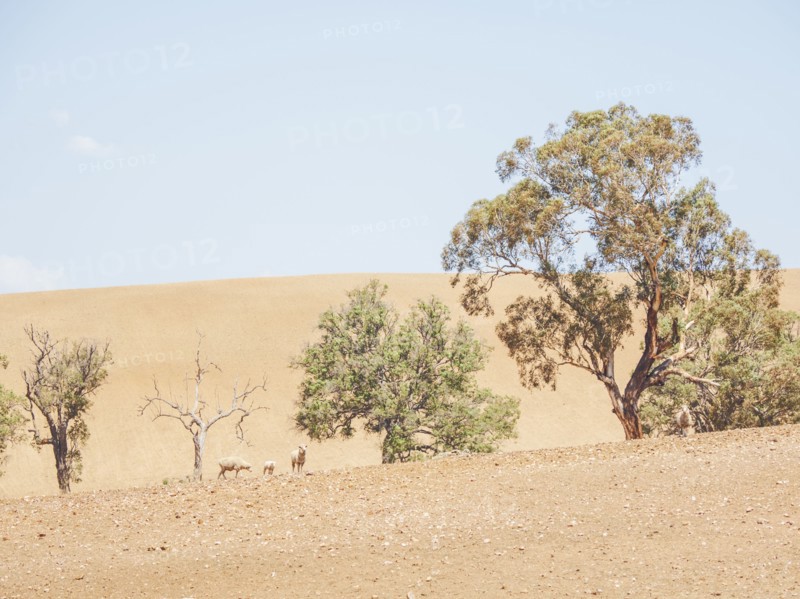 Sheep in dry field
