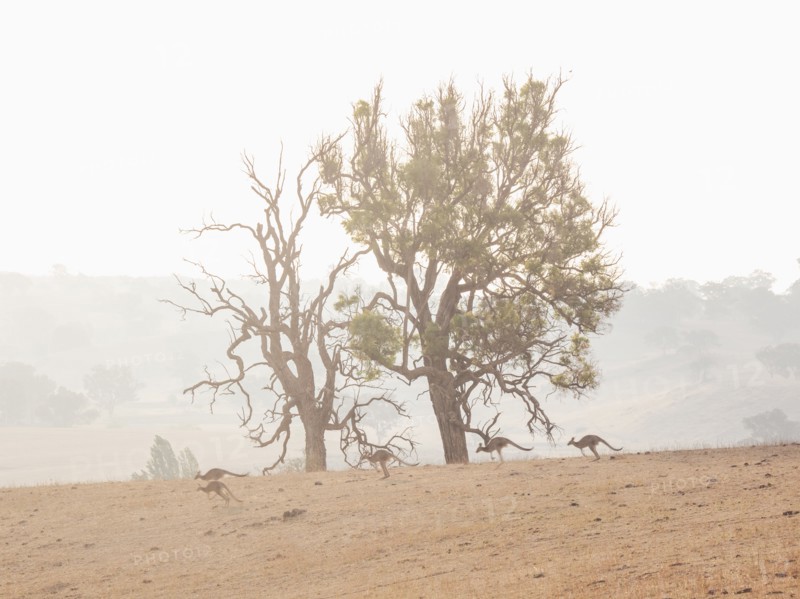 Kangaroos in dry field