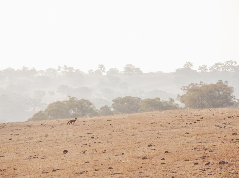 Fox in dry field