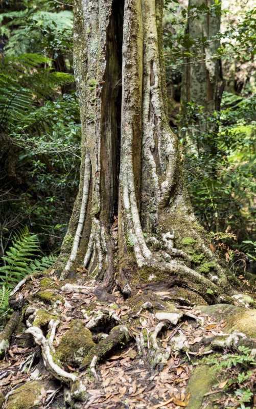 Tree trunk in forest