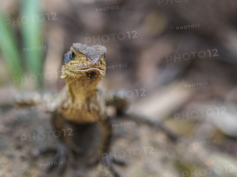 Australian water dragon on rock