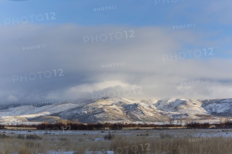 Forest in front of snowy mountain