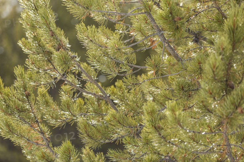 Branches on spruce tree