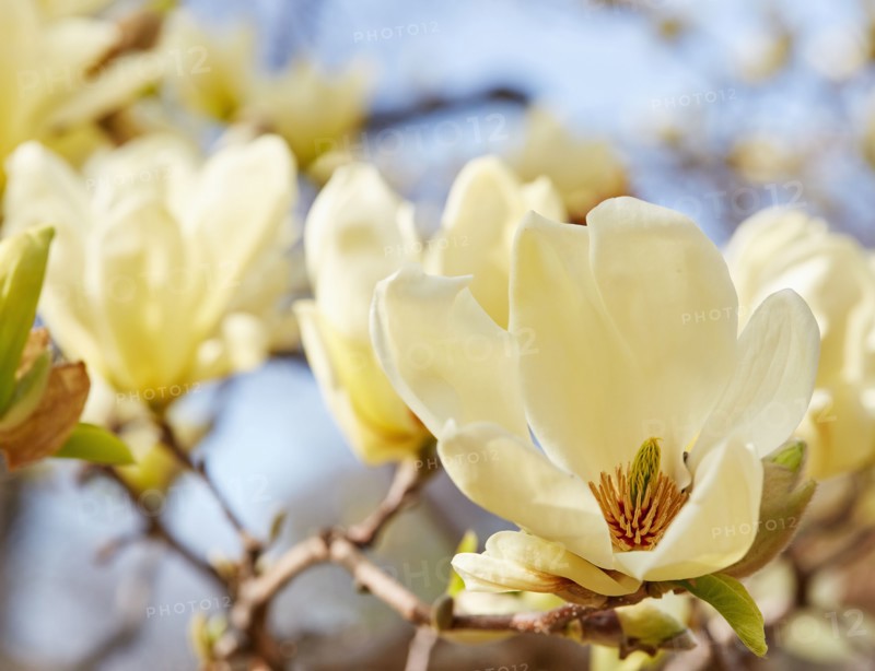 Magnolia tree in bloom