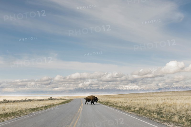 Antelope Island, Utah, USA, Bison (Bison bison) crossing road