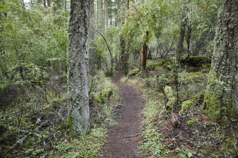 USA, Washington, San Juan County, Orcas Island, Path in forest
