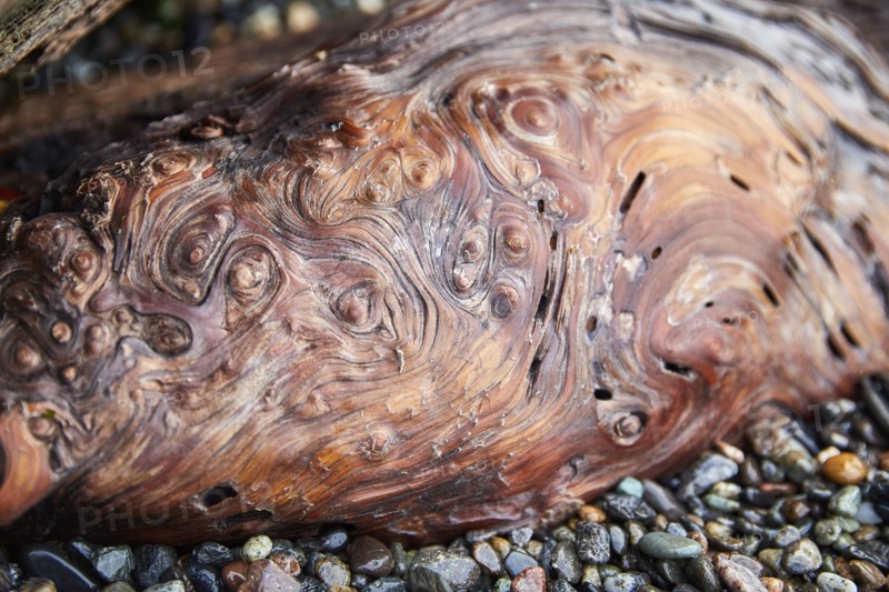 Detail of gnarled wood