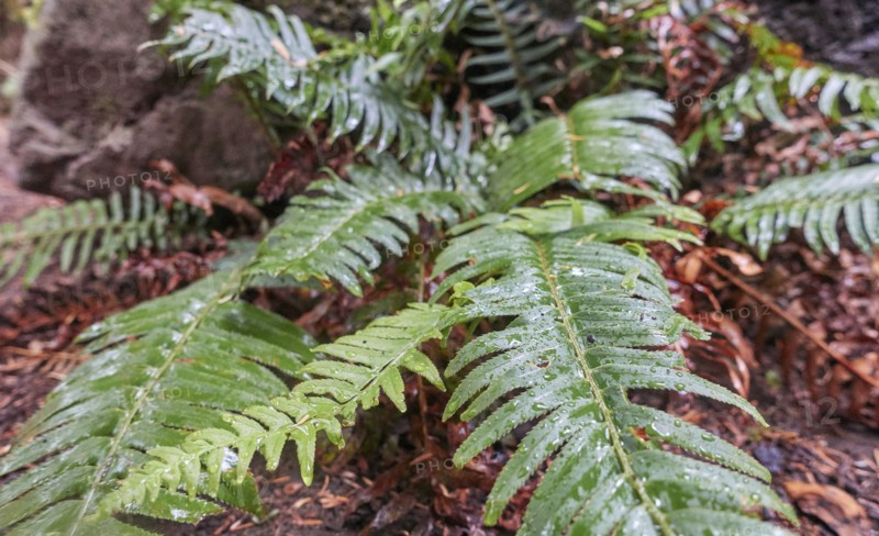 Wet fern leaves