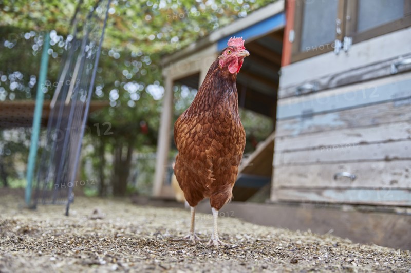 Brown chicken in farm
