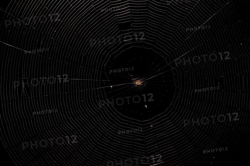 Spiny Orb Weaver (Gasteracantha) in spiderweb