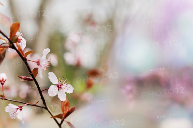 Spring blossoms on tree branch