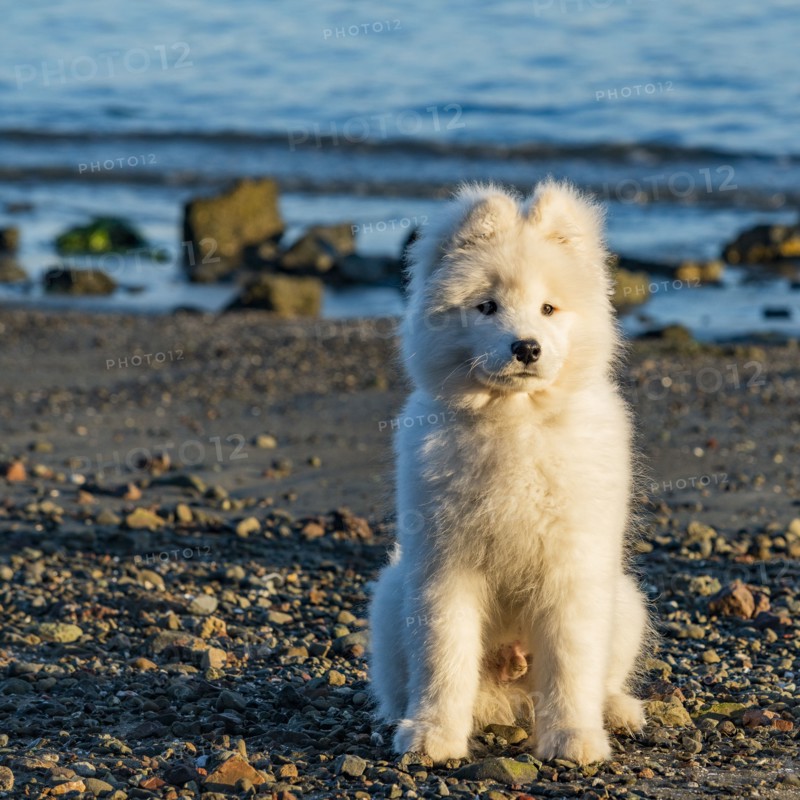 USA, California, San Francisco, Portrait of samoyed puppy on beach