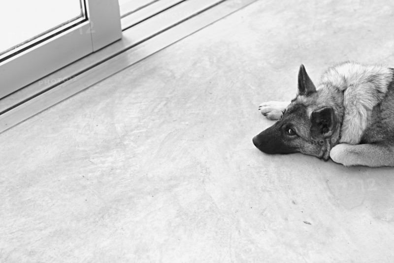 Dog lying down near entrance door