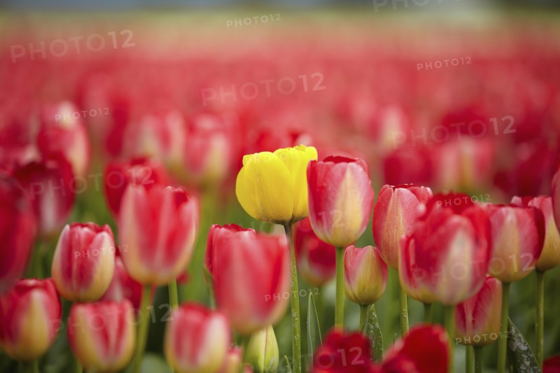 Yellow tulip among red ones
