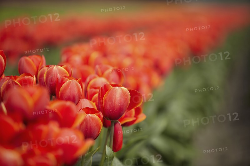Red tulips in field