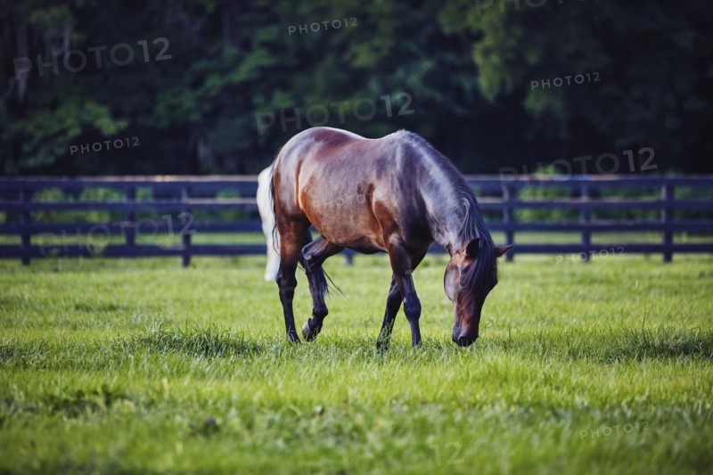 Horse grazing in pasture